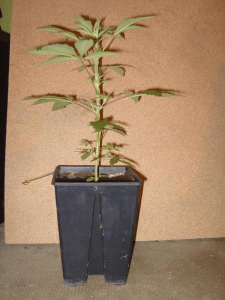 SS108835.JPG