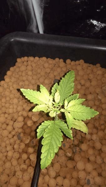 post-660955-0-89026400-1417080961_thumb.jpg
