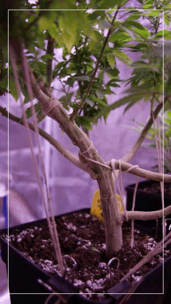 PM S.A.G.E (th seeds) porte greffe de 7 mois tronc.jpg