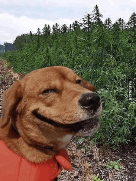 post-859186-0-30161600-1479757435_thumb.jpeg