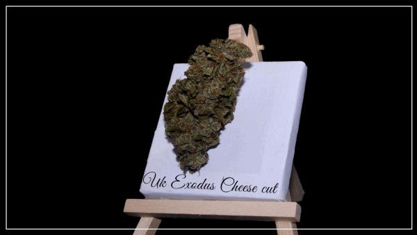 uk exodus cheese cut tableau chevalet A.jpg