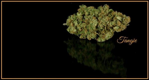 tangie + A.jpg