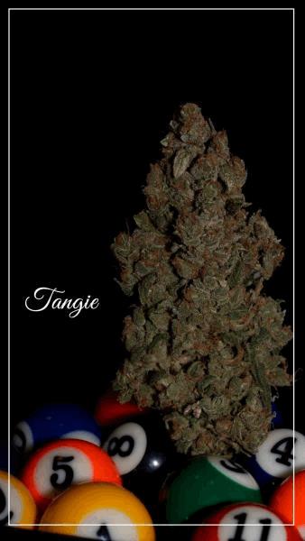 tangie billard A.jpg