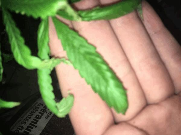 post-871561-0-47200300-1512054060_thumb.jpg