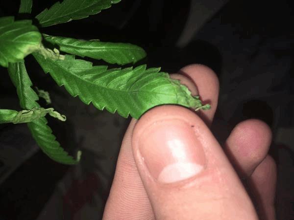 post-871561-0-67590600-1512054047_thumb.jpg