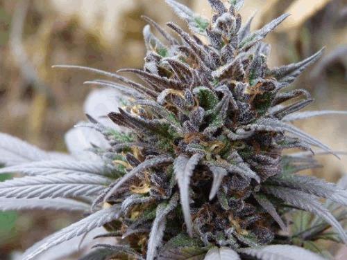 ttk bud 3.jpg