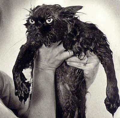 funny-angry-black-cat-bath-wet.jpg