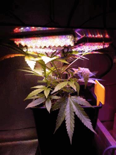 leds_exp.jpg
