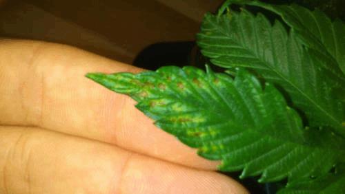 post-816688-0-89640000-1386671236_thumb.jpg