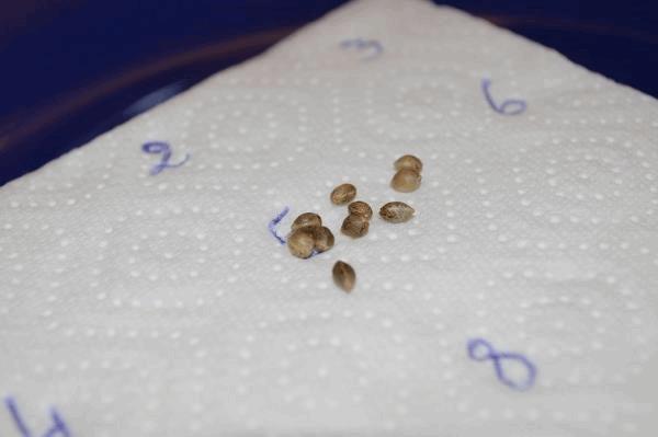 SeedCU2.jpg