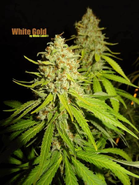 White Gold White Label #7.jpg