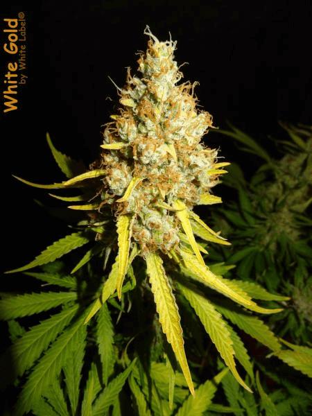 White Gold White Label #9.jpg