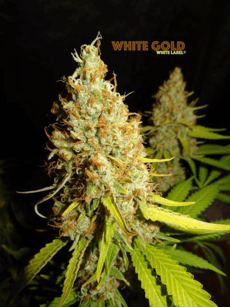 White Gold White Label #10.jpg