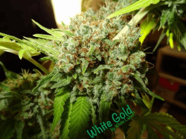 White Gold White Label #11.jpg