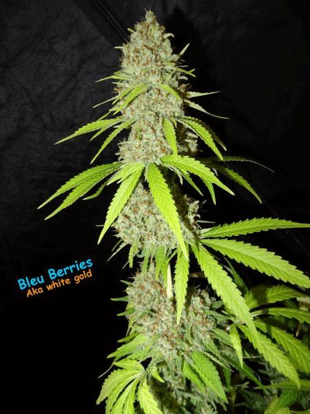 White Gold White Label #3.jpg