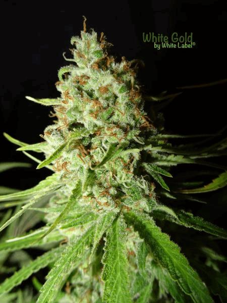 White Gold White Label #4.jpg