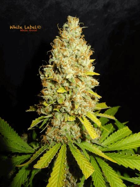 White Gold White Label #8.jpg