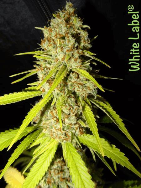 White Gold White Label #6.jpg