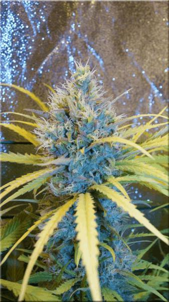 Flo+50 c99  bud A.jpg