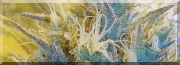 Flo+50 c99  bud zoom.jpg
