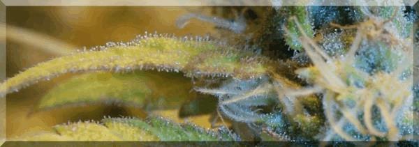 Flo+50 hawaiian-wave bud zoom.jpg