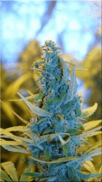 Flo+50 tangie bud B.jpg