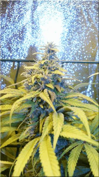Flo+50 congo bud A.jpg