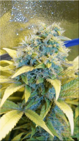 Flo+50 hawaiian-wave bud A.jpg