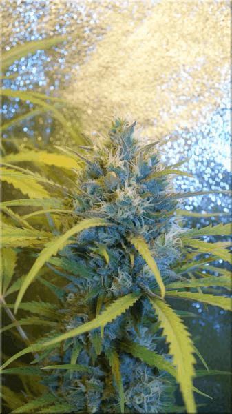 Flo+50 c99  bud B.jpg