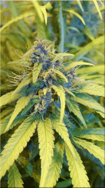 Flo+50 congo bud B.jpg