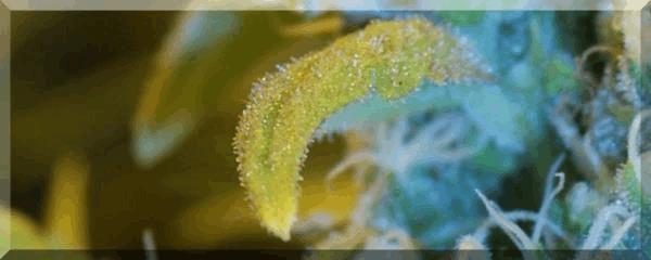 Flo+50 tangie bud zoom.jpg