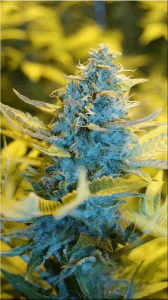 Flo+50 bubblegum bud A.jpg