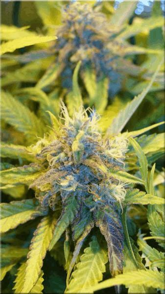 Flo+50 blueberry bud B.jpg