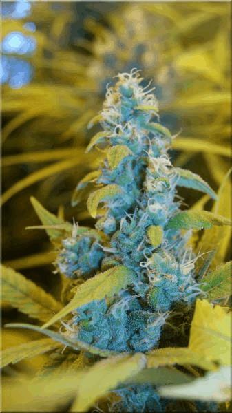Flo+50 tangie bud A.jpg