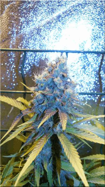 Flo+50 blueberry bud A.jpg