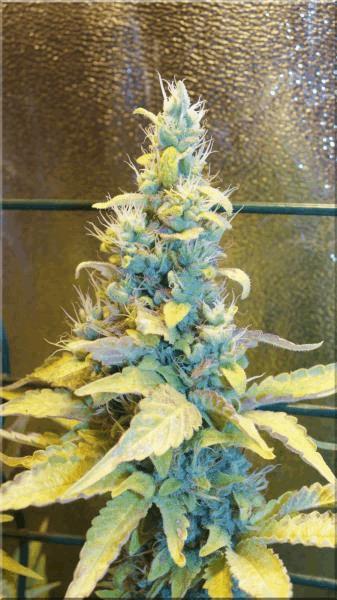 Flo+50 sativa des rois bud A.jpg