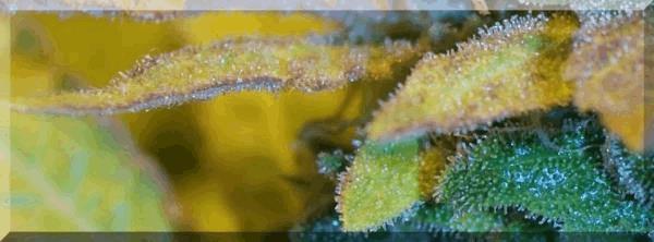 Flo+50 bubblegum bud zoom.jpg