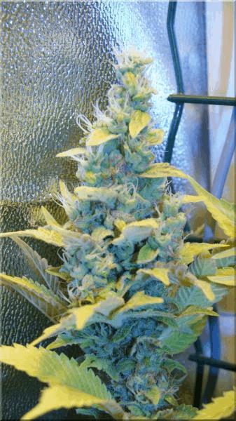 Flo+50 sativa des rois bud B.jpg