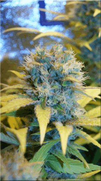 Flo+50 hawaiian-wave bud B.jpg
