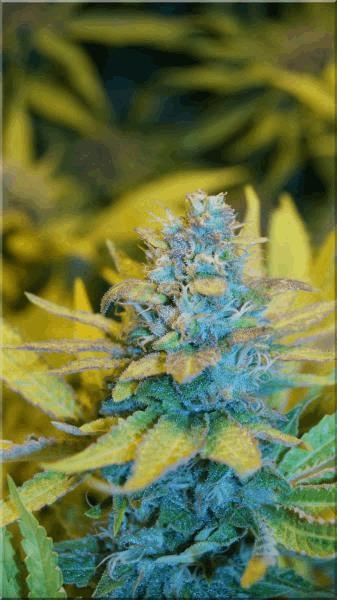 Flo+50 bubblegum bud B.jpg