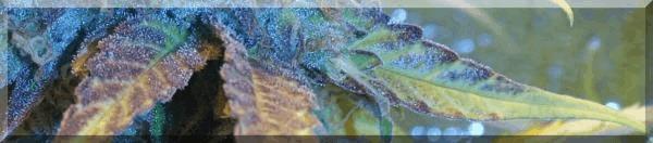 Flo+50 blueberry bud zoom.jpg