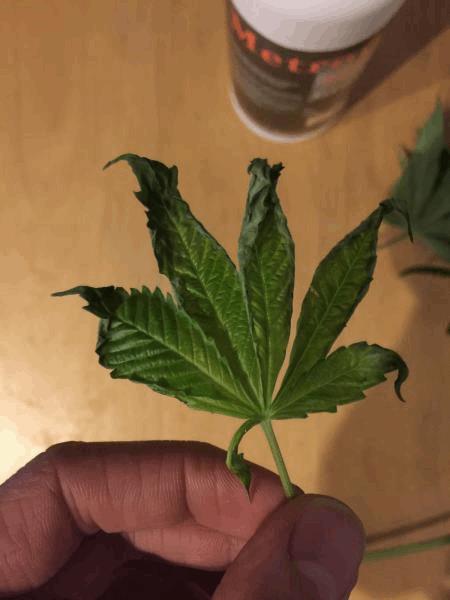 post-840716-0-72031700-1449900722_thumb.jpg