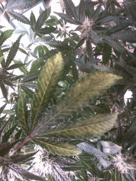 post-842499-0-30335400-1449600341_thumb.jpg