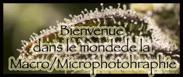 macro titre.jpg