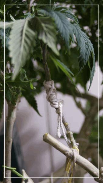 greffe Tangie Réussi.jpg