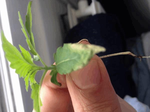 post-859186-0-29731400-1481802375_thumb.jpeg