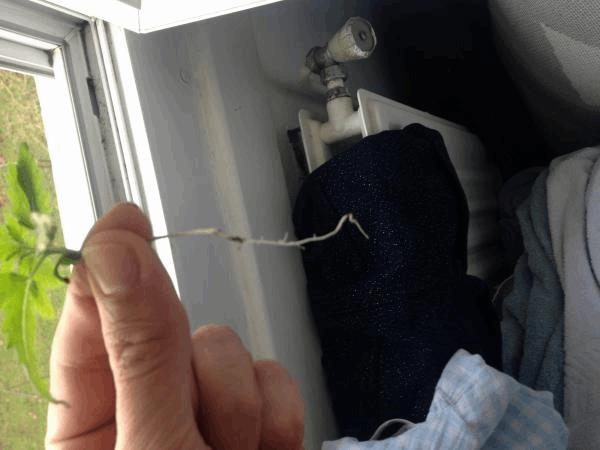 post-859186-0-48843500-1481802522_thumb.jpeg