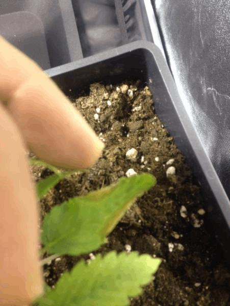 post-859186-0-57742900-1481874952_thumb.jpeg