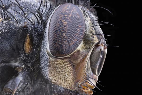 mouche profil cw.jpg