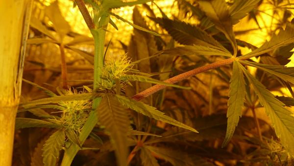 post-872567-0-30785300-1512432012_thumb.jpg
